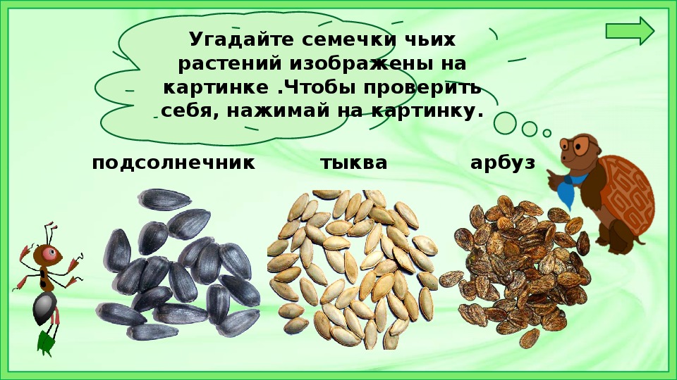 Многообразие растительного мира