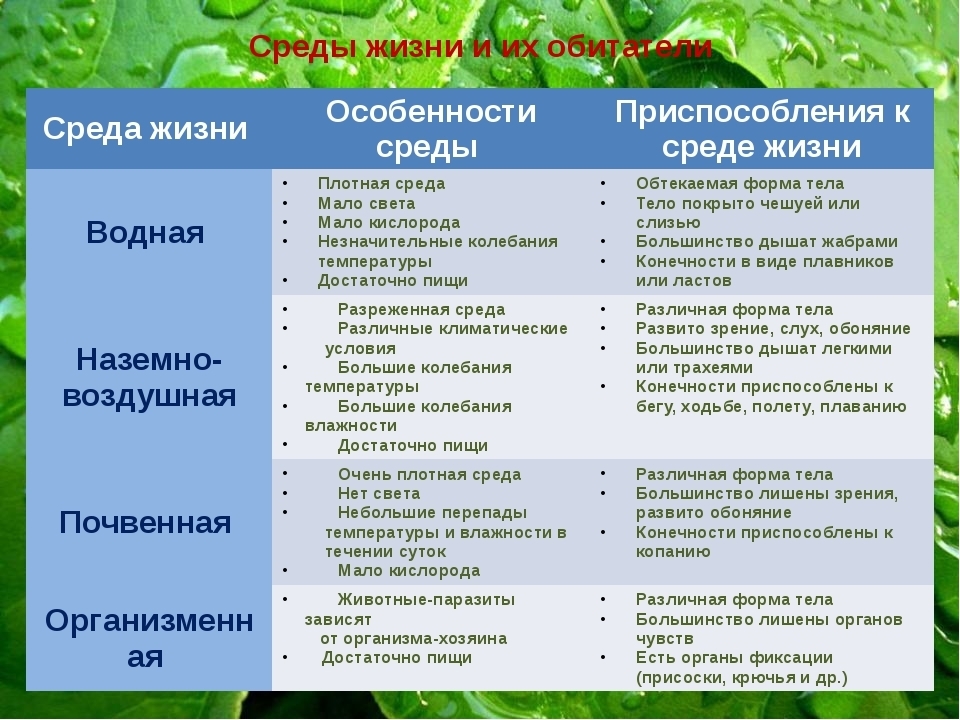 Среда обитания - определение, свойства и виды, характеристики