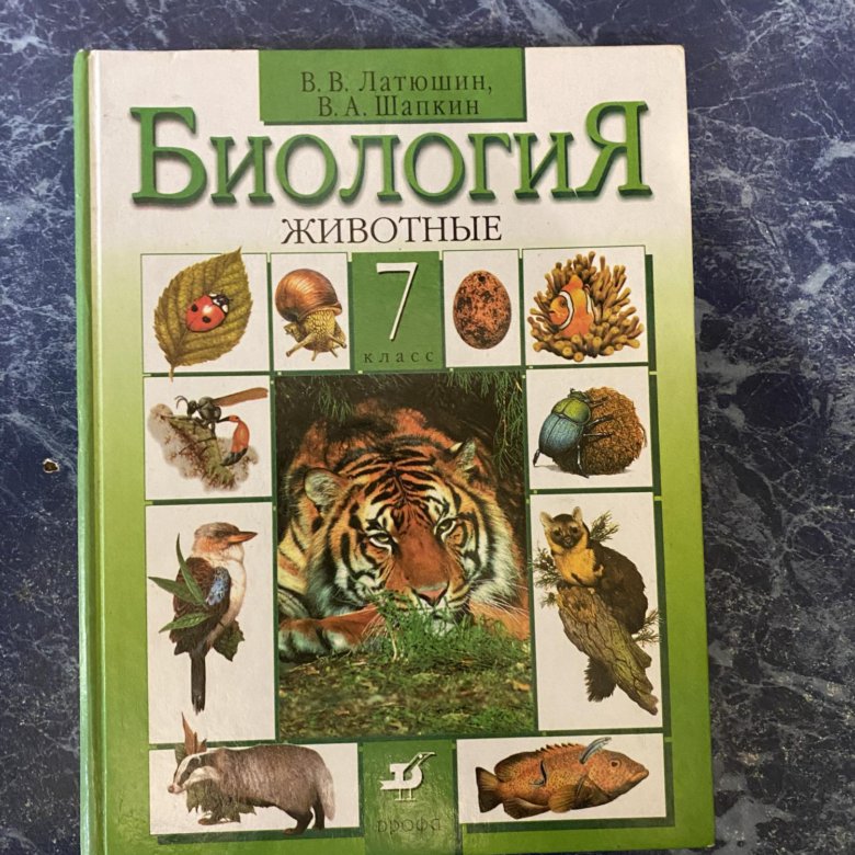 Тип хордовые