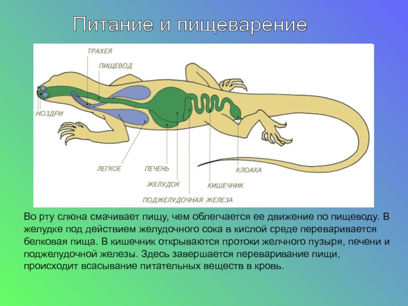 Урок 14: пресмыкающиеся - 100urokov.ru