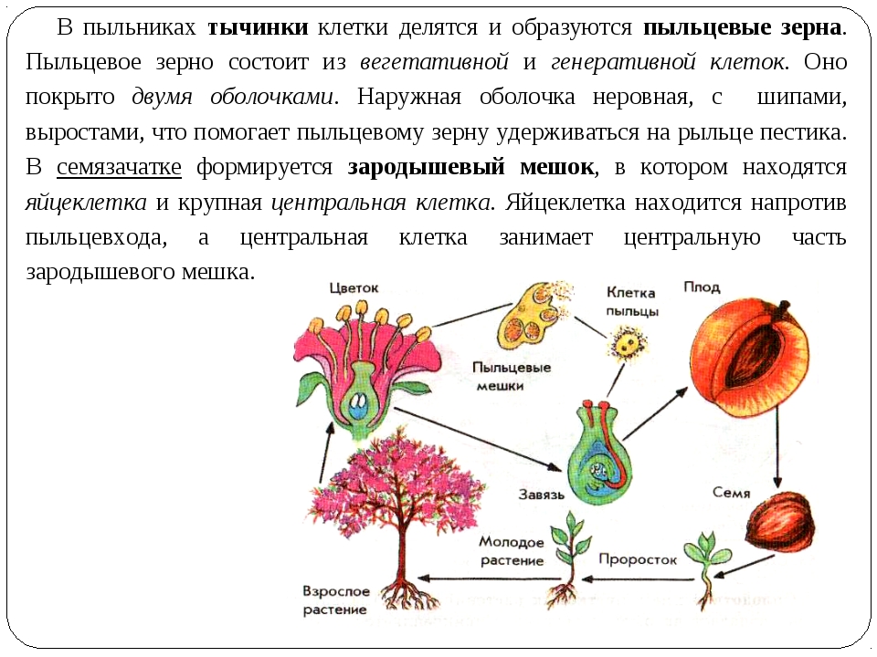 Генеративные органы и размножение цветковых растений