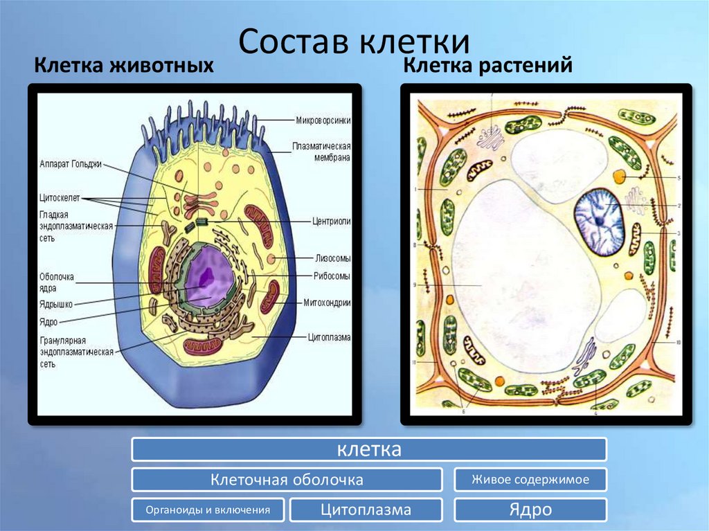 Клетка и ее химический состав - esculappro.ru