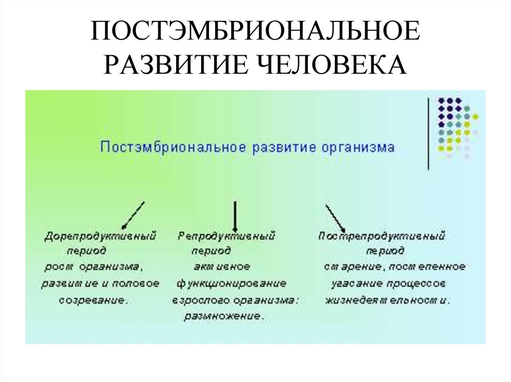Рост и развитие организма - биология - я биолог