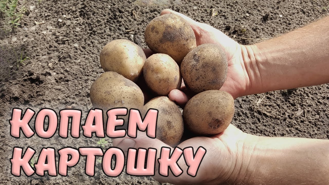 ᐉ как пишется слово выкопать картошку - godacha