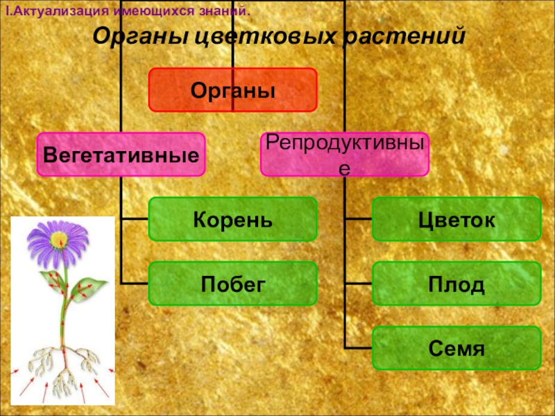Строение и многообразие покрытосеменных растений