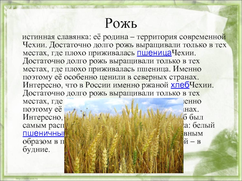 Как пишется слово нескошенные слитно или раздельно - портал по русскому языку