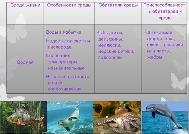 Среды обитания организмов. экологические факторы: абиотические, биотические. антропогенный фактор. их значение