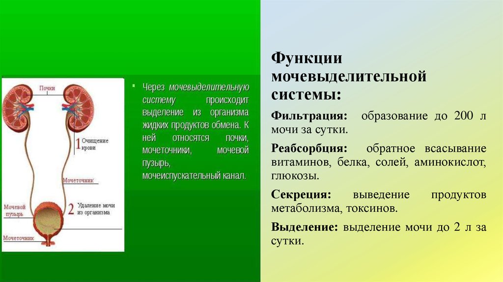Биологический отдел центра педагогического мастерства