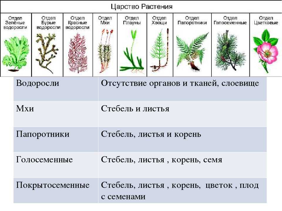 Историческое развитие растительного мира