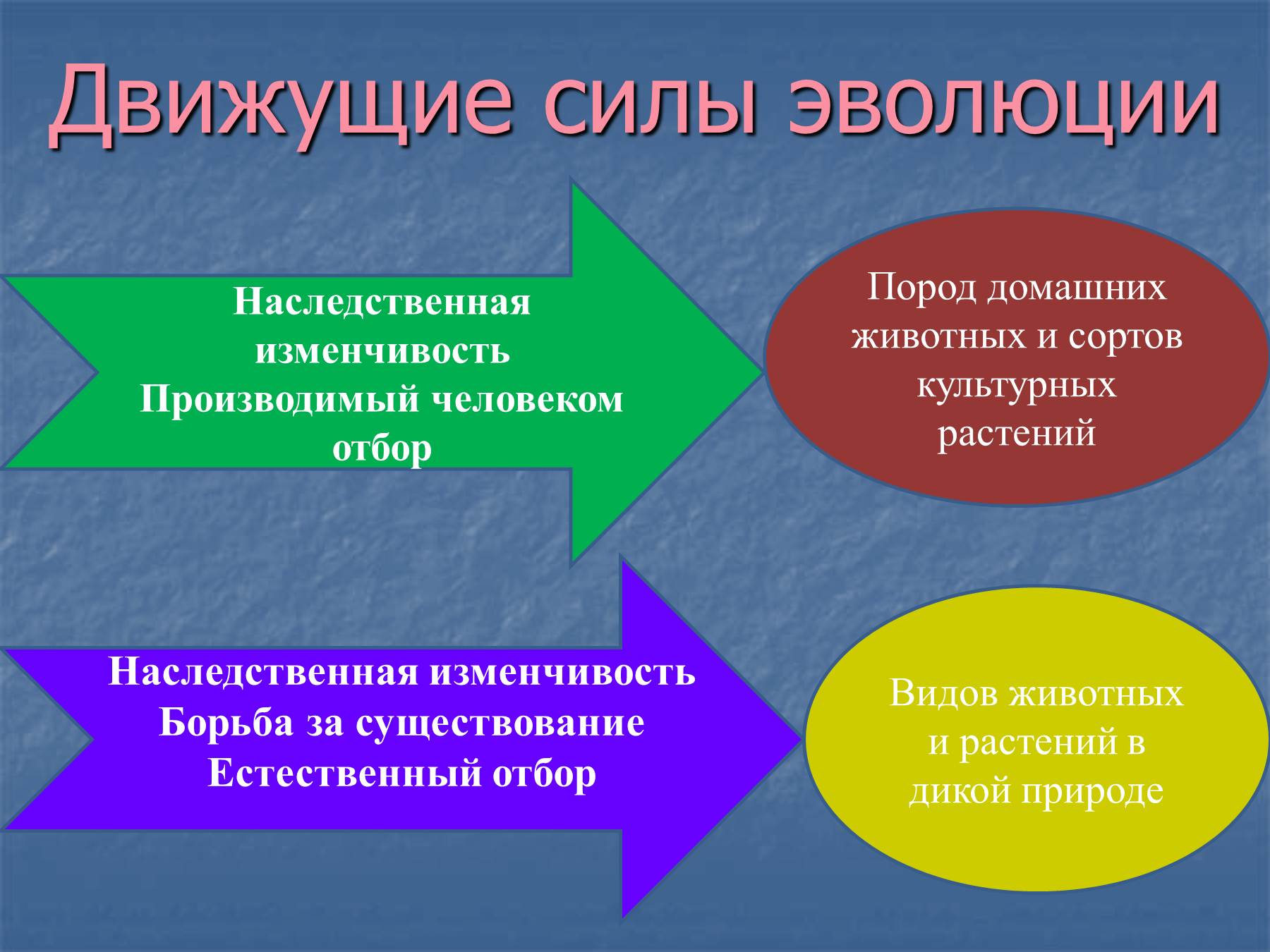 Образование новых видов, географический и экологический способы