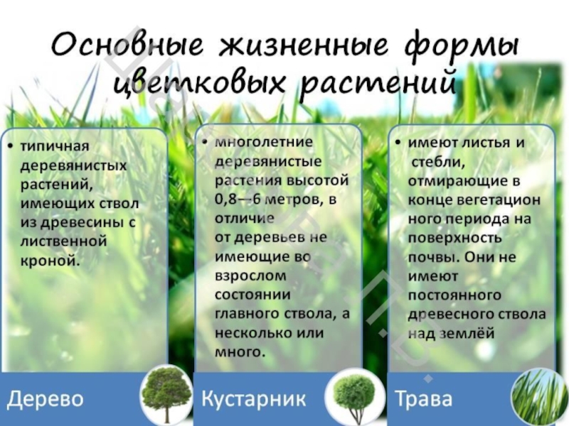 Биология