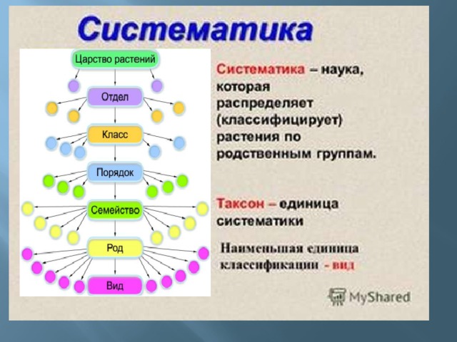 Классы и семейства покрытосеменных растений - умскул учебник