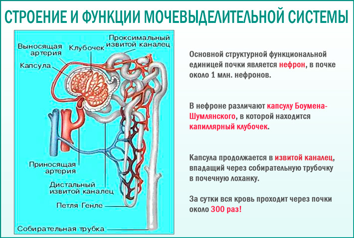 Панова а. 				 |
						строение и функции мочевыделительной системы | газета «биология» № 38/2001