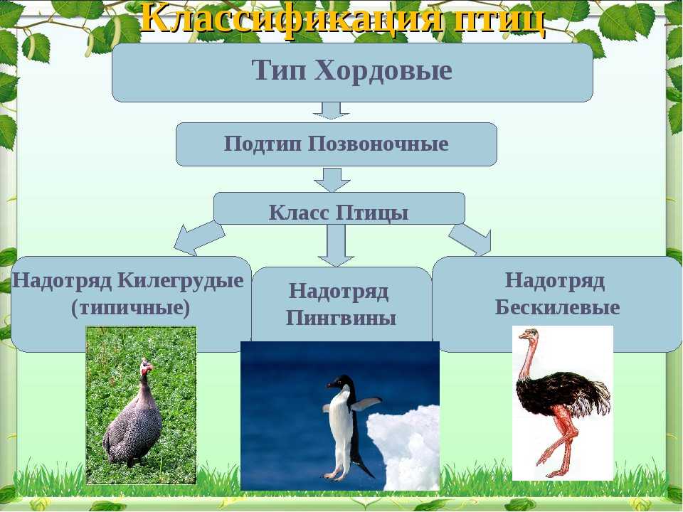 Класс птицы - характеристика, виды и строение пернатых