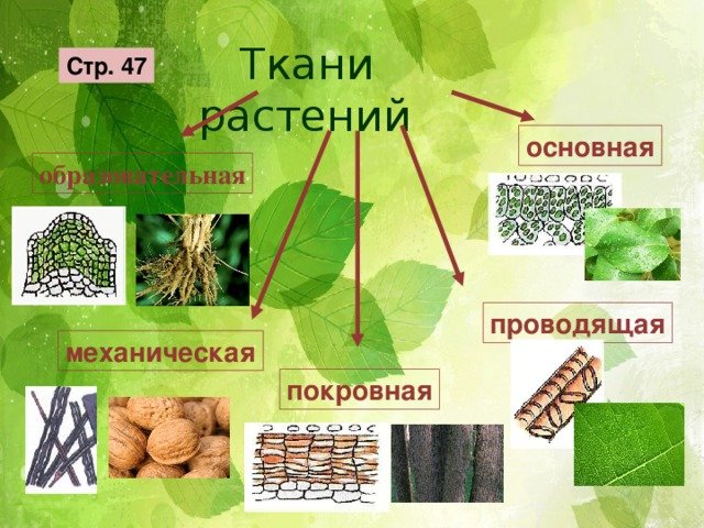 Царство растений. строение (ткани, клетки, органы), жизнедеятельность и размножение растительного организма (на примере покрытосеменных растений). распознавание (на рисунках) органов растений / справочник :: бингоскул