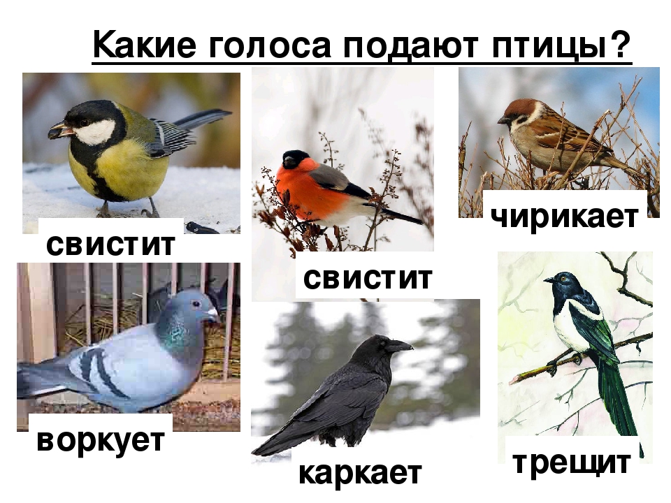 Птицы или птици как правильно пишется слово