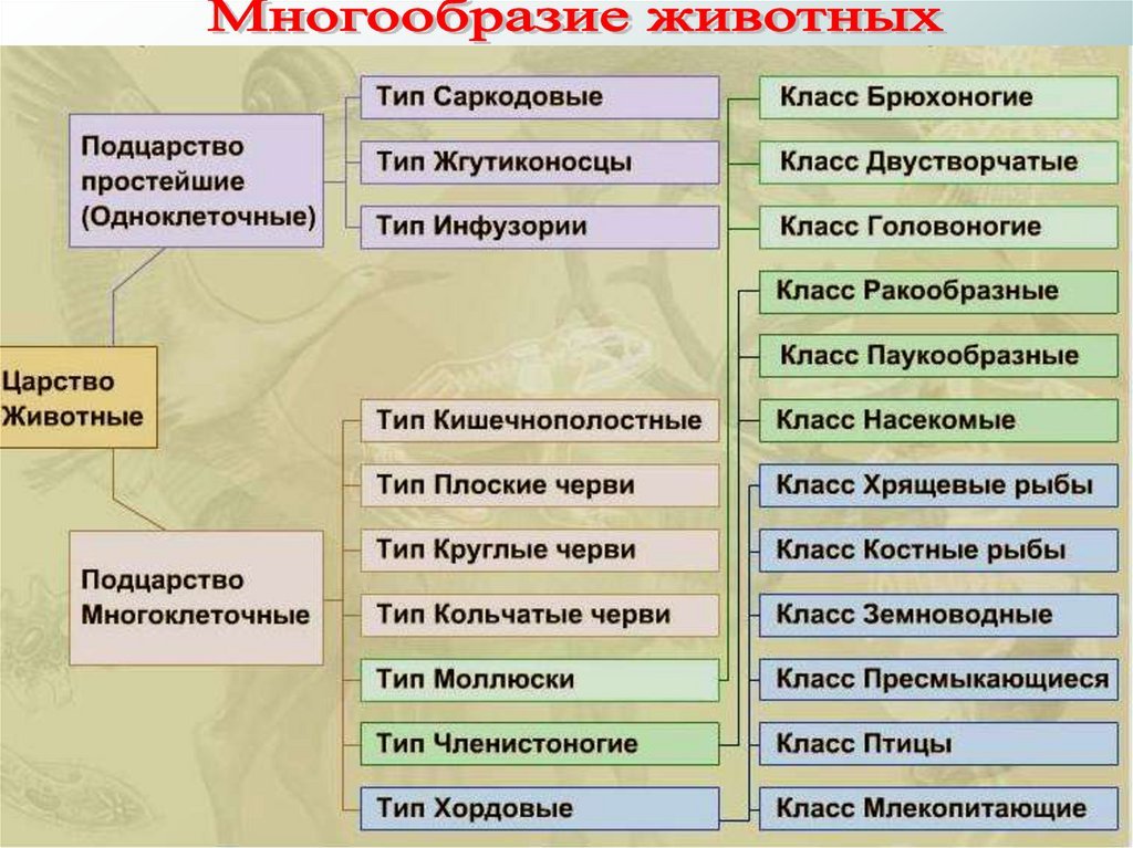 Царство растения