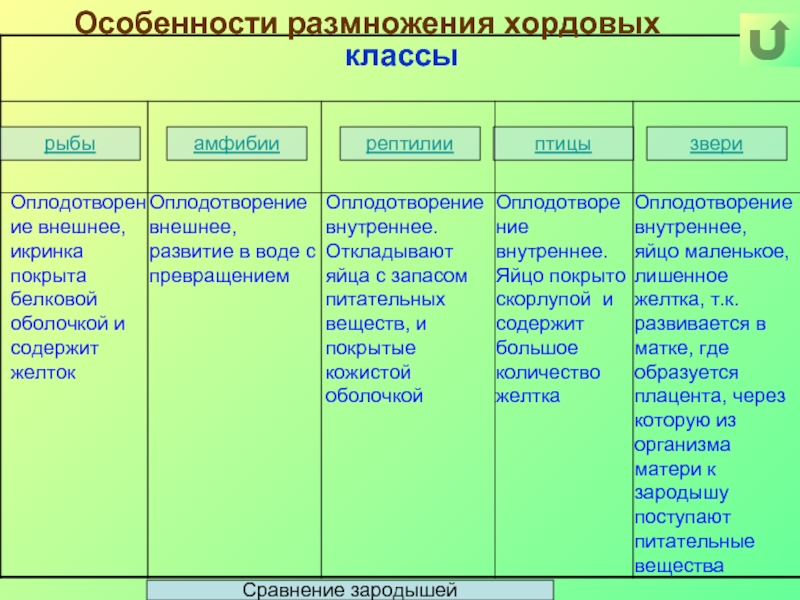 Размножение и индивидуальное развитие организмов