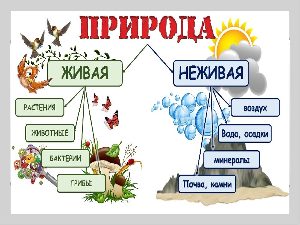 Урок 2 класс природа и рукотворный мир, тест, примеры, видео, таблица, рисунки. урок природа и рукотворный мир, кратко и доходчиво детям. природа и рукотворный мир для 2 класса - примеры, рисунки, видео, таблица и тест