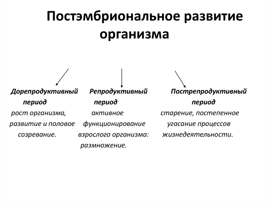 Онтогенез его типы Эмбриональный период Постэмбриональный период