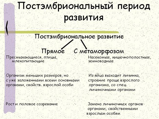Какие  стадии проходит организм в своем развитии: с какого этапа начинается