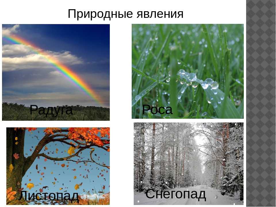 Что относится к живой природе и неживой: доходчивое объяснение